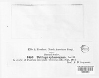 Ustilago sphaerogena image